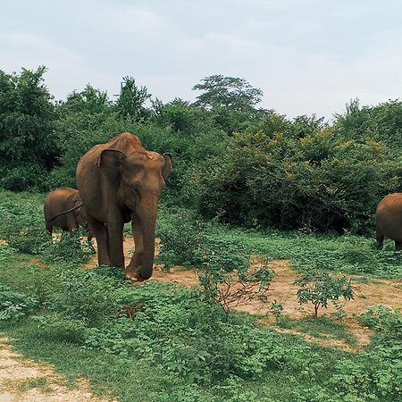 Elite Safari Resort Udawalawe Eksteriør billede