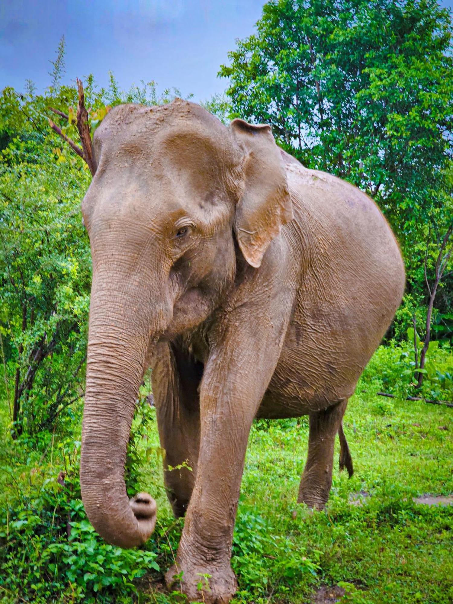 Elite Safari Resort Udawalawe Eksteriør billede