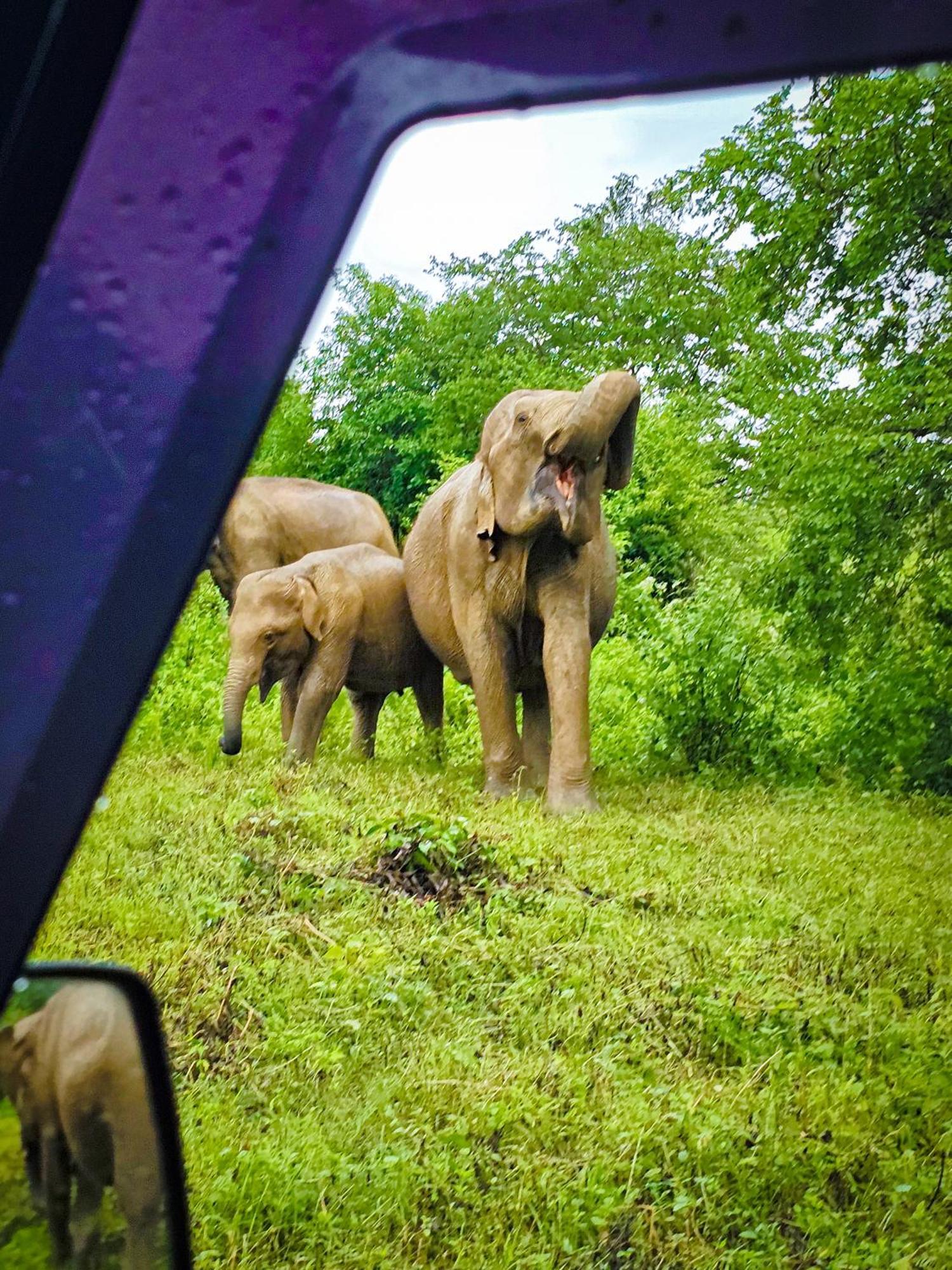 Elite Safari Resort Udawalawe Eksteriør billede