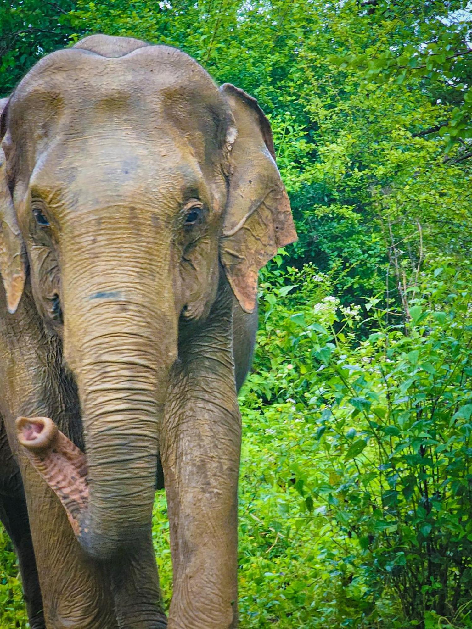 Elite Safari Resort Udawalawe Eksteriør billede