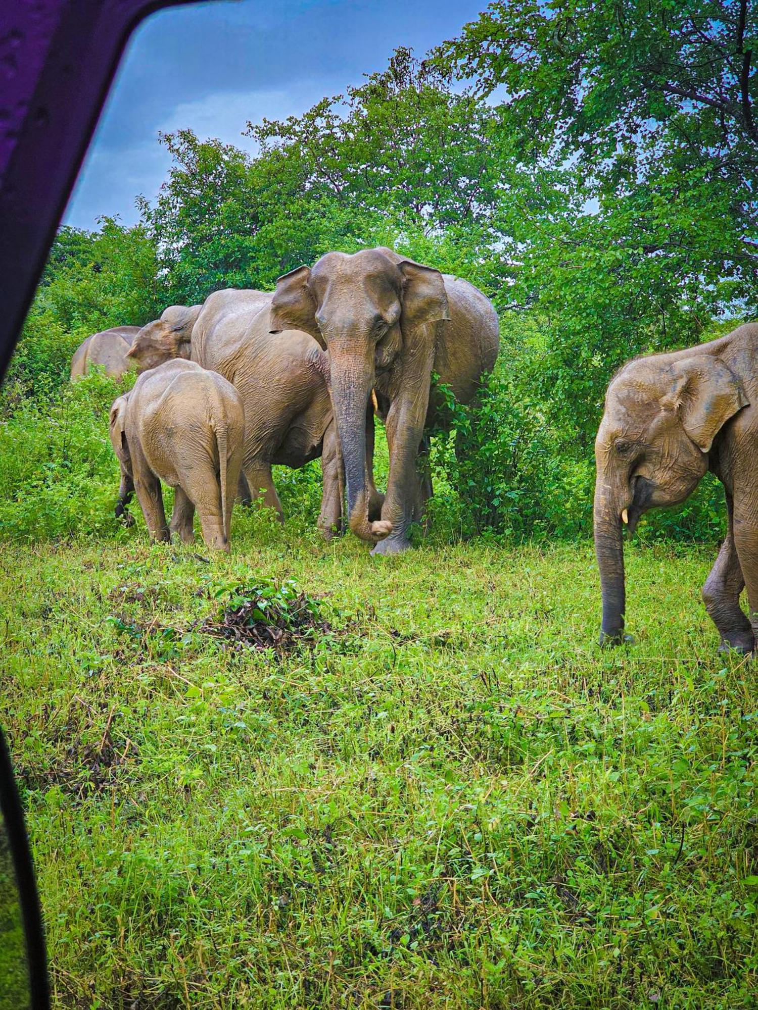 Elite Safari Resort Udawalawe Eksteriør billede