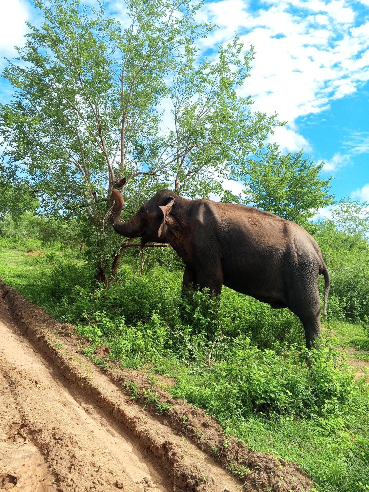 Elite Safari Resort Udawalawe Eksteriør billede