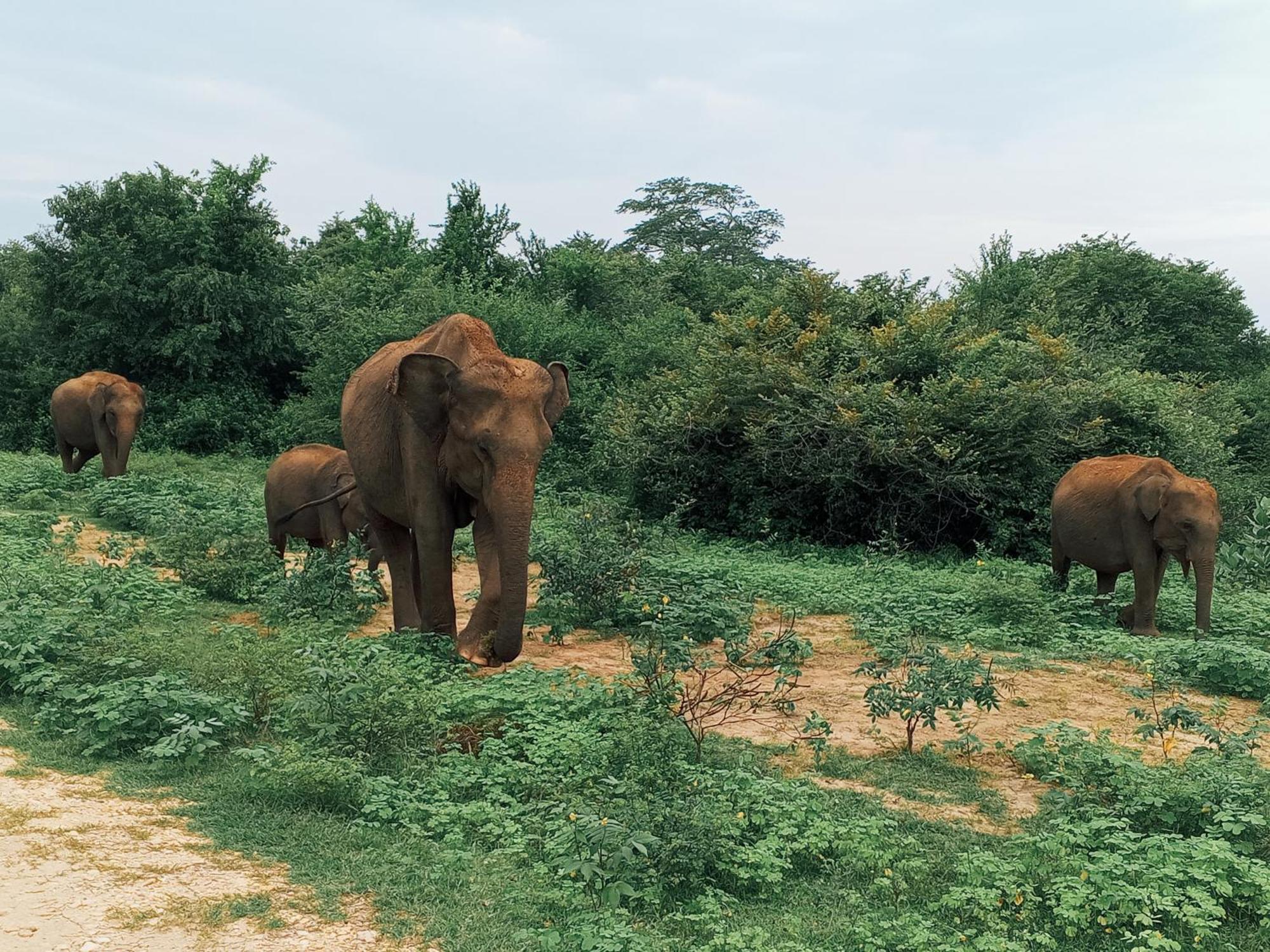 Elite Safari Resort Udawalawe Eksteriør billede