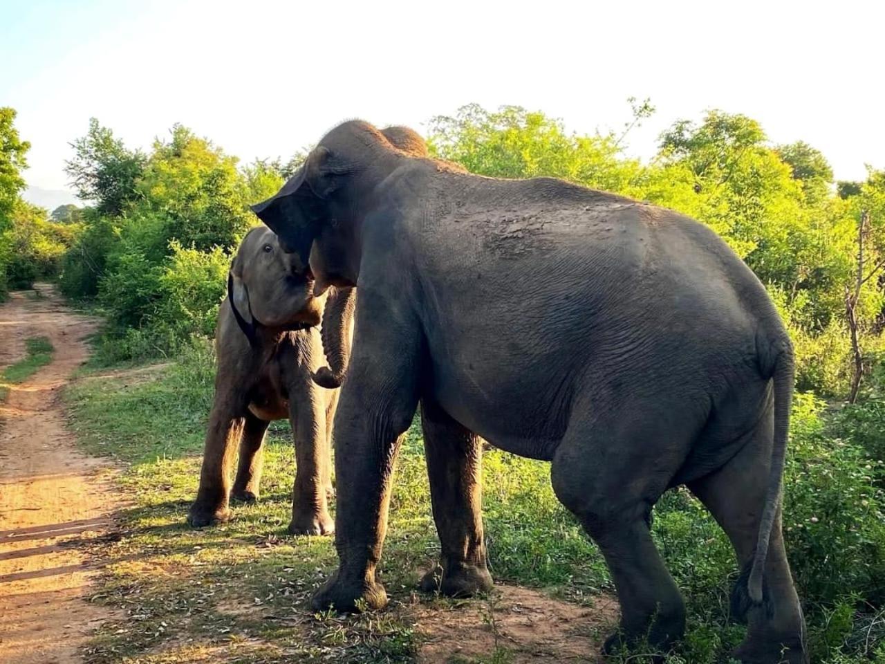 Elite Safari Resort Udawalawe Eksteriør billede