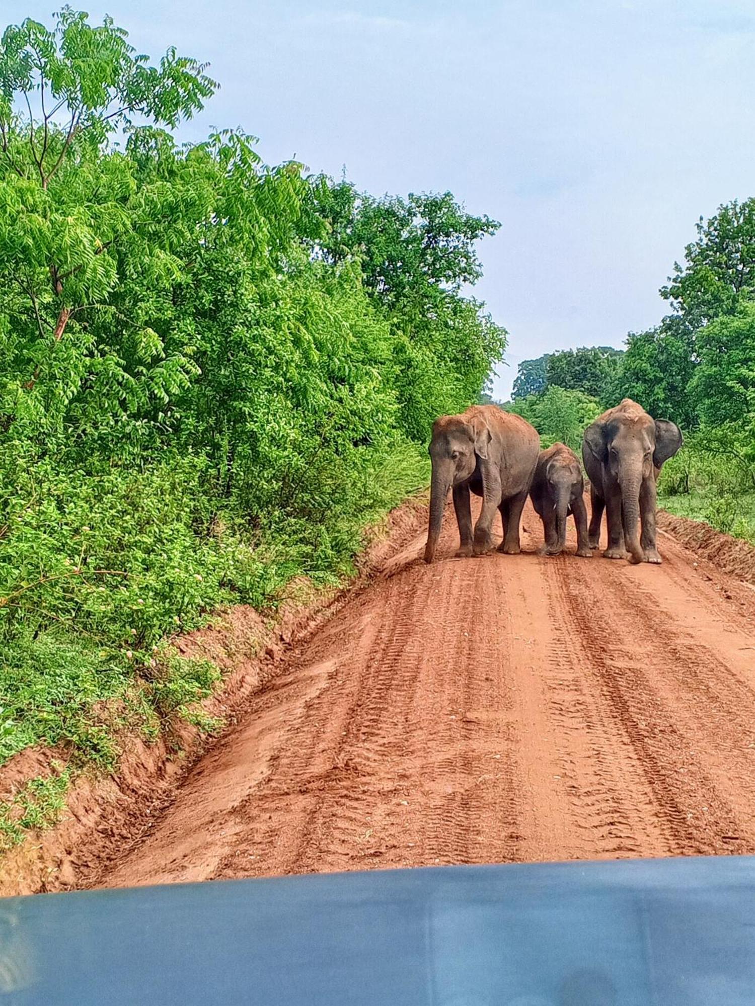 Elite Safari Resort Udawalawe Eksteriør billede