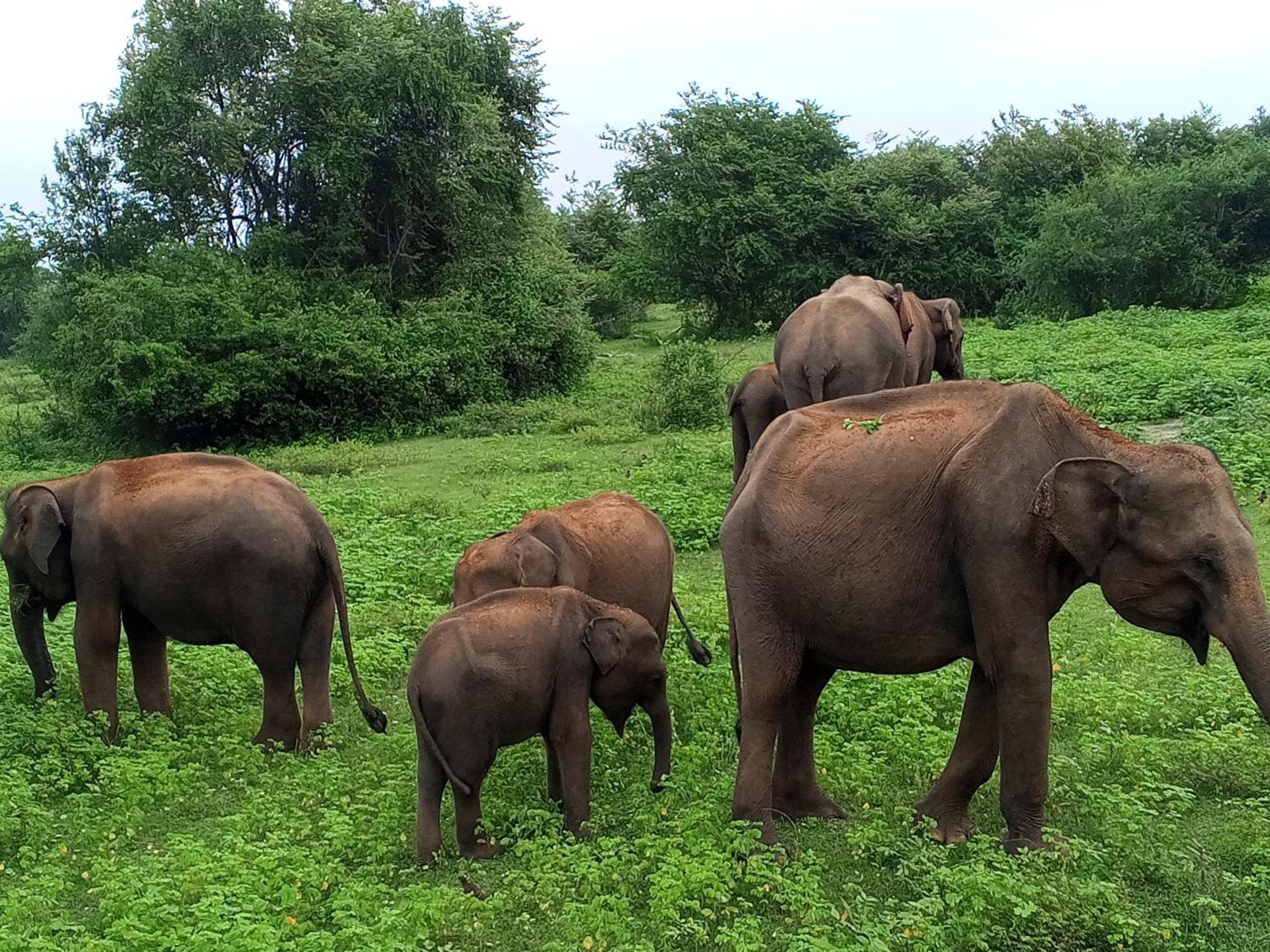 Elite Safari Resort Udawalawe Eksteriør billede