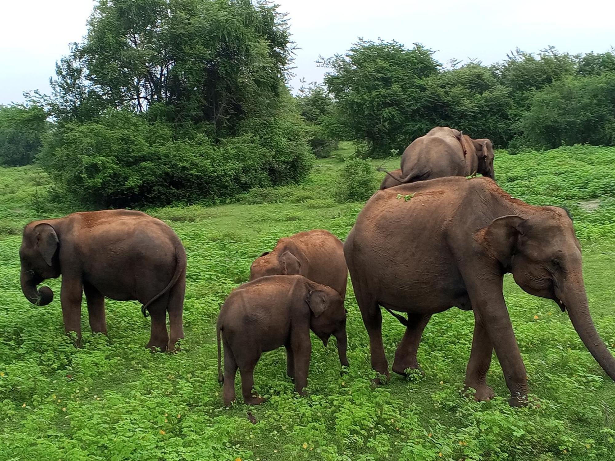 Elite Safari Resort Udawalawe Eksteriør billede