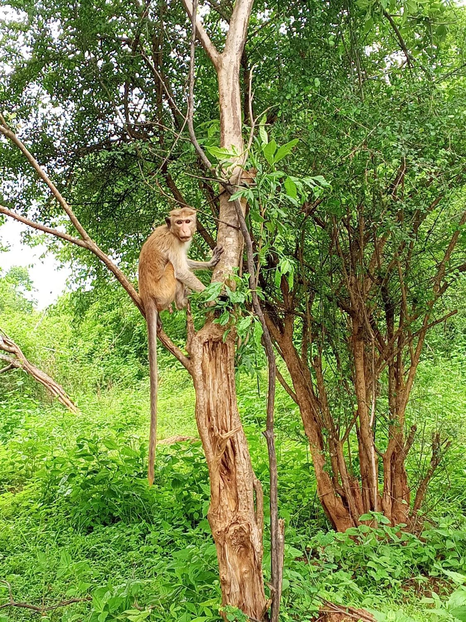 Elite Safari Resort Udawalawe Eksteriør billede